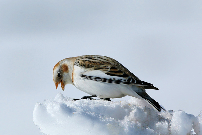 Zigolo delle nevi (Plectrophenax nivalis)